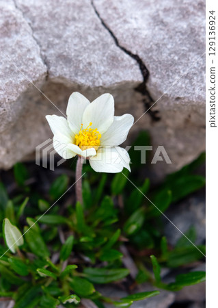 Smoothleaf mountain avens are blooming in the mountains in summer. 129136924