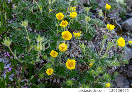 Potentilla villosa yellow wildflowers growing in mountains in summer. 129136925