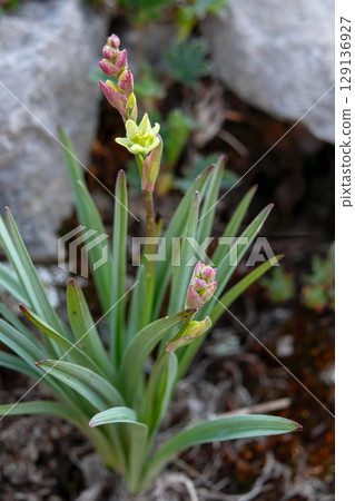 Tundra Death camas toxic wildflower grows in wilderness. 129136927