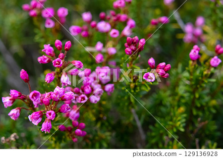 Pink bloom of mountain heather in evergreen shrub grows in the mountains. 129136928