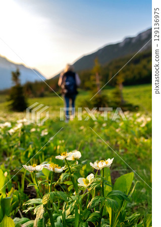 Female hiker is walking on a mountain meadow trail in summertime. 129136975