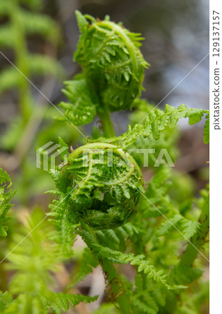 Curled fern leaves growing from the brown leaves in the forest. Curled fern leaves growing from the brown leaves in the forest. 129137157
