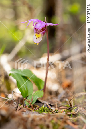 Cute little wildflowers Calypso orchids are growing in the forest. 129137158