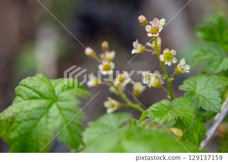 Wild red current blooming branch in spring forest. Wild red current blooming branch in spring forest. 129137159