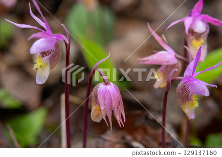 Cute little wildflowers Calypso orchids are growing in the forest. 129137160