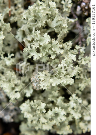 Pale green patch of Platismatia glauca lichen in the forest. Pale green patch of Platismatia glauca lichen in the forest. 129137161