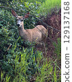 Curious Mule Deer in Lush Woodland Clearing 129137168