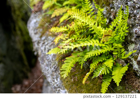 Rock Polypody Fern Growing on Mossy Rock Rock Polypody Fern Growing on Mossy Rock 129137221