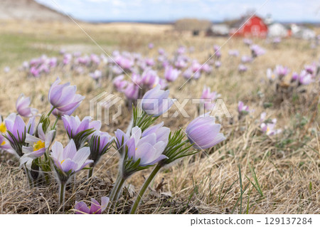 Purple Pulsatilla patens flowers grow in the field in spring. Purple Pulsatilla patens flowers grow in the field in spring. 129137284