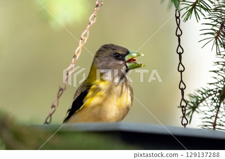 Female Evening Grosbeak in a feeder in the backyard spruce tree Female Evening Grosbeak in a feeder in the backyard spruce tree 129137288