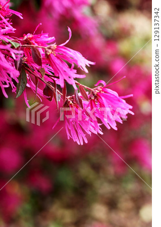 Safflower Tokiwamansaku 129137342