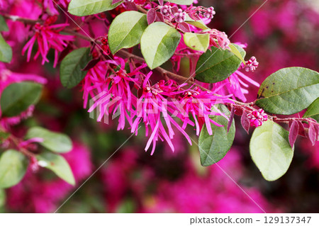 Safflower Tokiwamansaku Safflower Tokiwamansaku 129137347