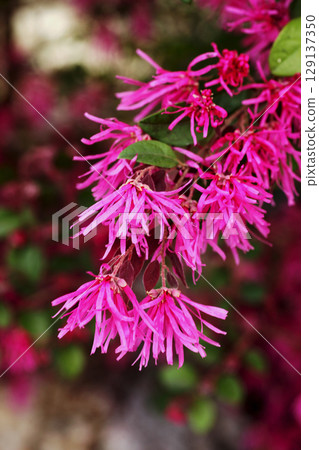 Safflower Tokiwamansaku 129137350