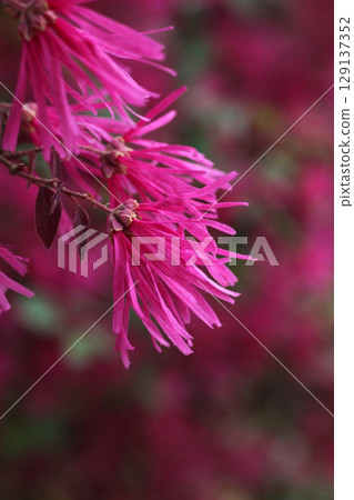 Safflower Tokiwamansaku Safflower Tokiwamansaku 129137352