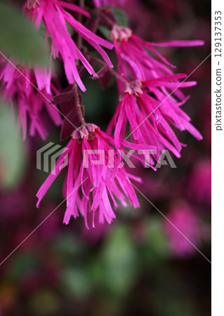 Safflower Tokiwamansaku Safflower Tokiwamansaku 129137353