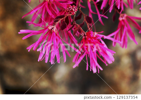 紅花Tokiwamansaku 129137354