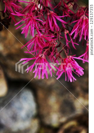 Safflower Tokiwamansaku 129137355