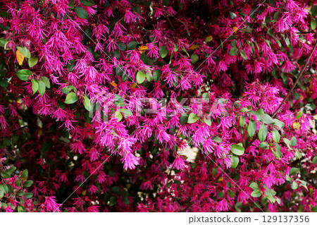 紅花Tokiwamansaku 129137356