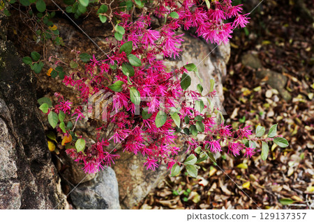 紅花Tokiwamansaku 129137357