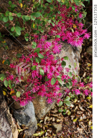 Safflower Tokiwamansaku 129137358