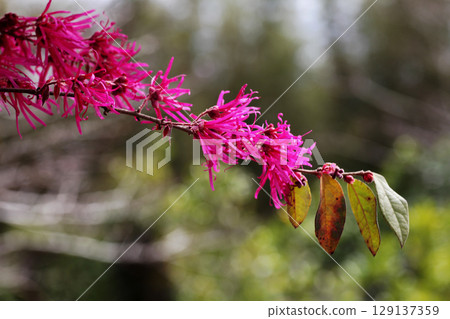 紅花Tokiwamansaku 129137359