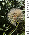 Backlit Dandelion Seed Head Ready for the Wind 129137416