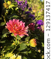 Radiant Dahlia Bloom in Golden Light 129137417