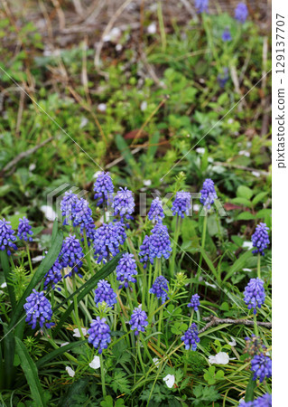 葡萄 葡萄 129137707