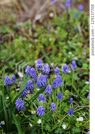 Muscari 129137708