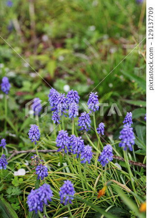 Muscari 129137709