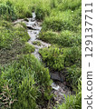 Trickling Stream Through Lush Green Meadow 129137711