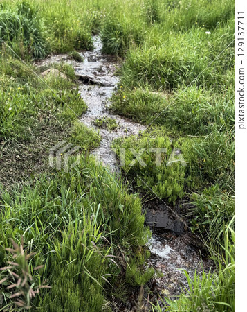 Trickling Stream Through Lush Green Meadow 129137711