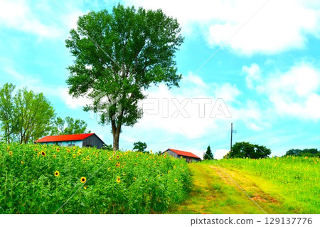 Ojiyayamamotoyama Plateau Sky Sunflower Field 129137776