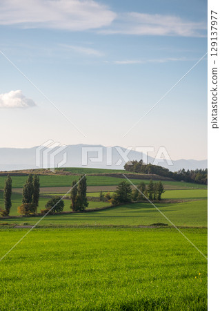 Autumn green wheat field and mountains 129137977