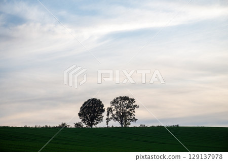 Oak trees standing in a green wheat field at dusk 129137978