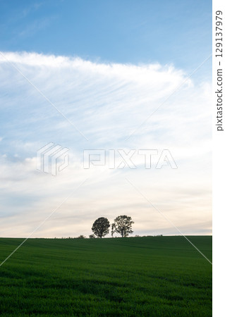 Oak trees standing in a green wheat field at dusk 129137979