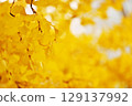 Ginkgo-colored sky 129137992