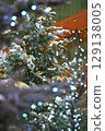 Make a wish on the tree 129138005