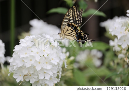 Swallowtail butterfly resting on a white flower 129138028