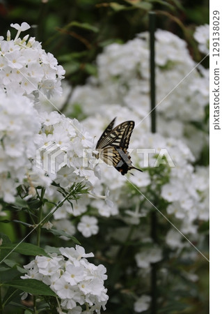 White flowers and swallowtail butterfly 129138029