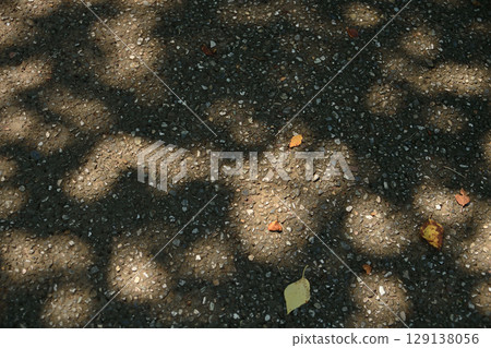 Sun leaked trees Sun leaked trees 129138056