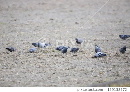 Pigeons feeding in the rice fields 129138372