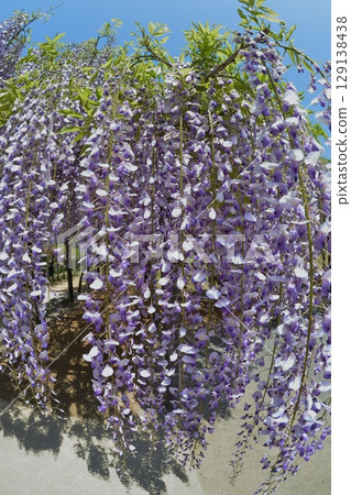 Fuyu's flowers in full bloom 129138438