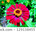 Red zinnia flower 129138455