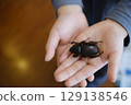 孩子手掌上握著一隻犀牛甲蟲 129138546
