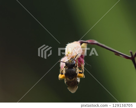 一隻蜜蜂掛在一朵花上 129138705
