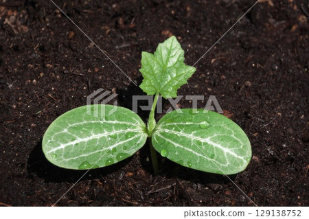 Loofah: The two leaves growing on either side and the first true leaf to sprout 129138752