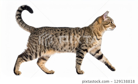 Walking cat sideways whole body 129138818