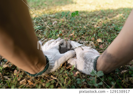 Hands Planting a Young Tree in Soil with Gloves, Symbolizing Volunteer Work and Environmental Conservation Efforts 129138917