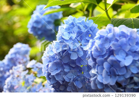 Blue hydrangea 129139390